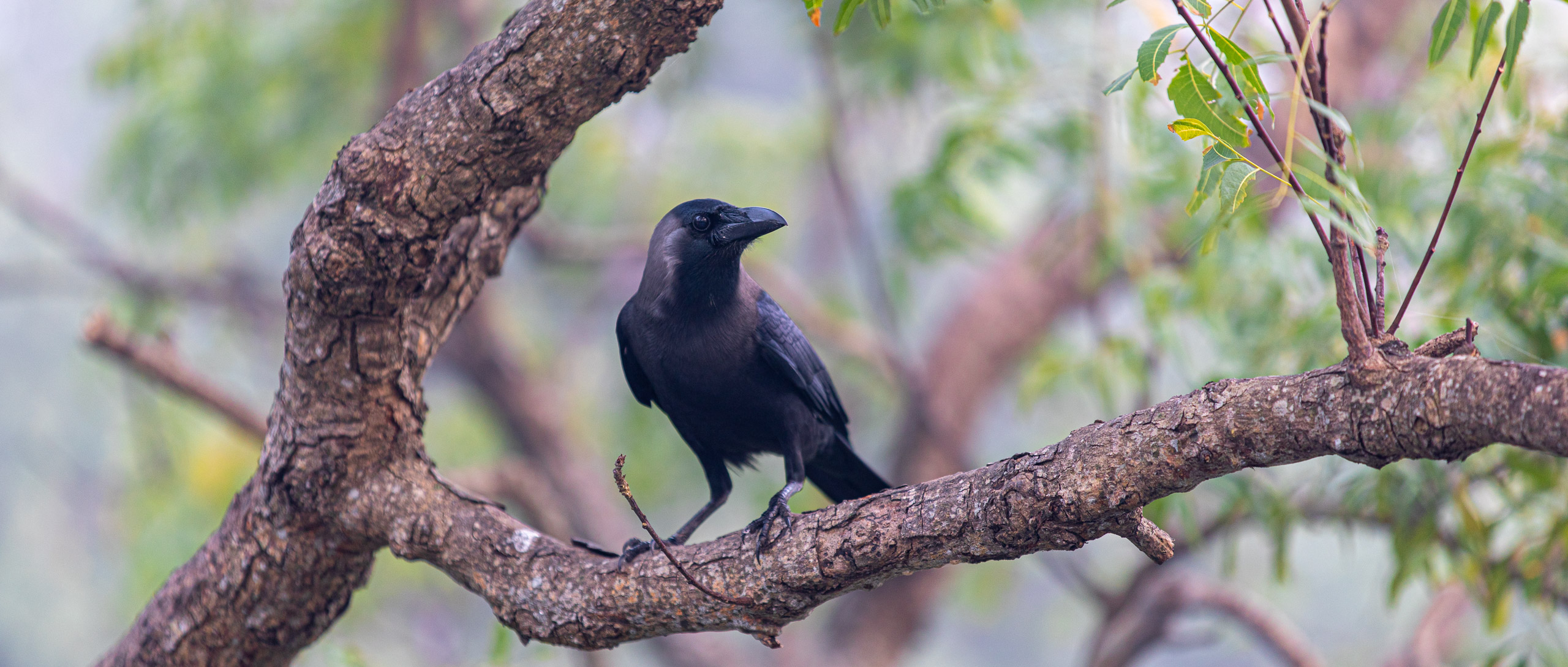 20240114070747 RD4 9595