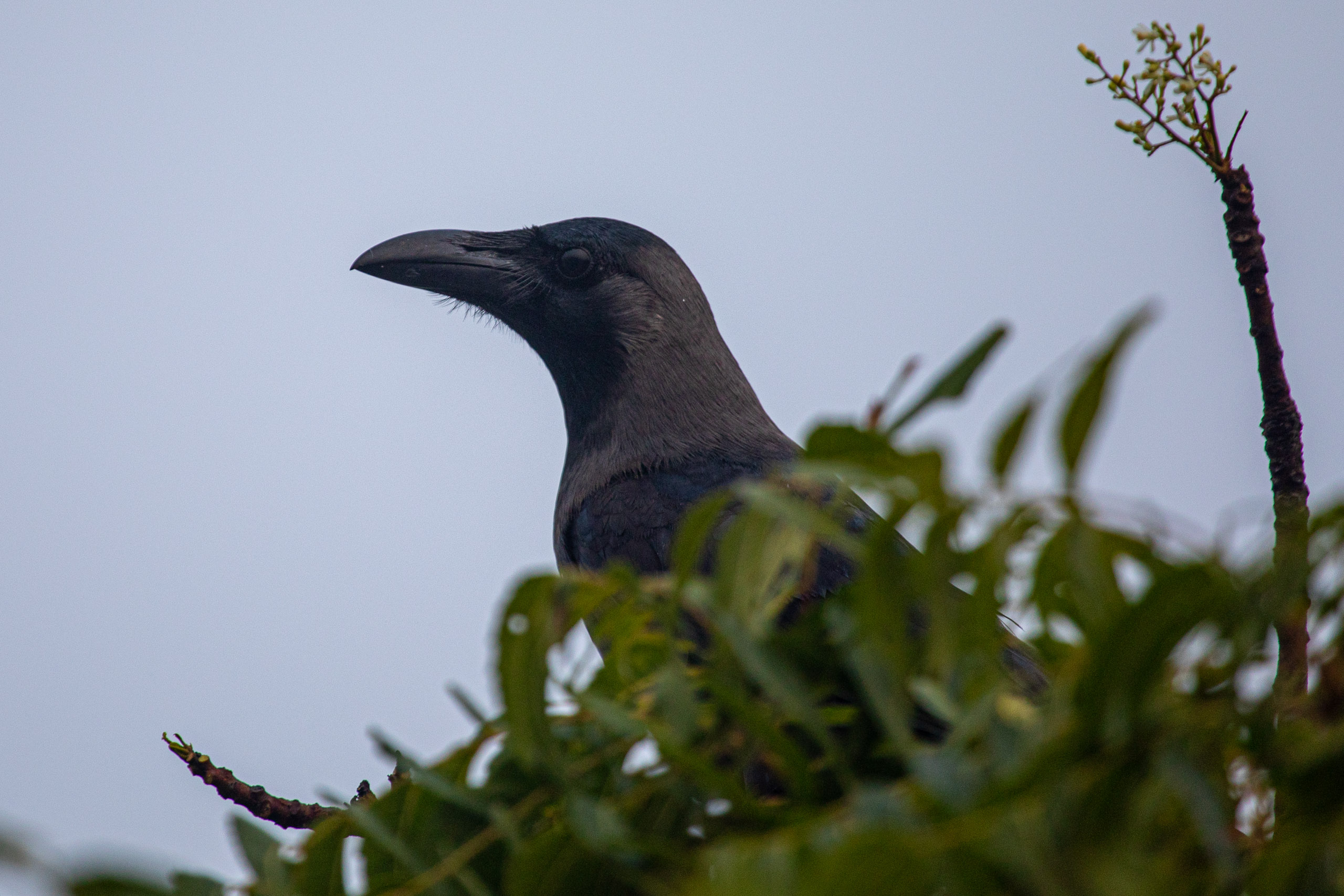 20240114071140 RD4 9604