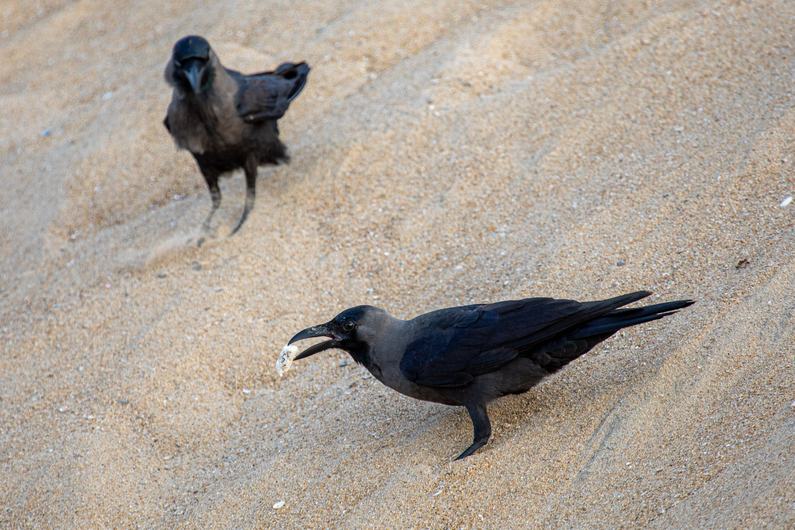 20240118171914 RD4 1037