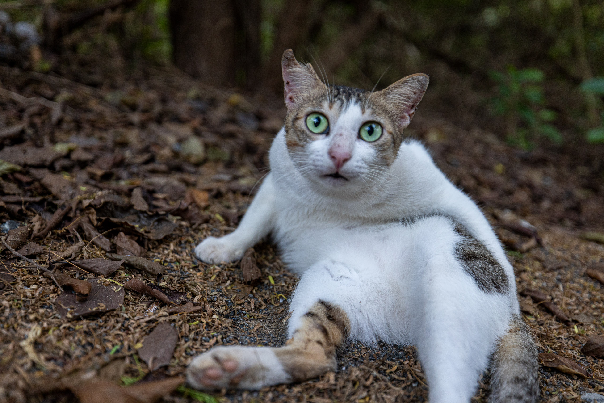 20240118175547 R5D 3187