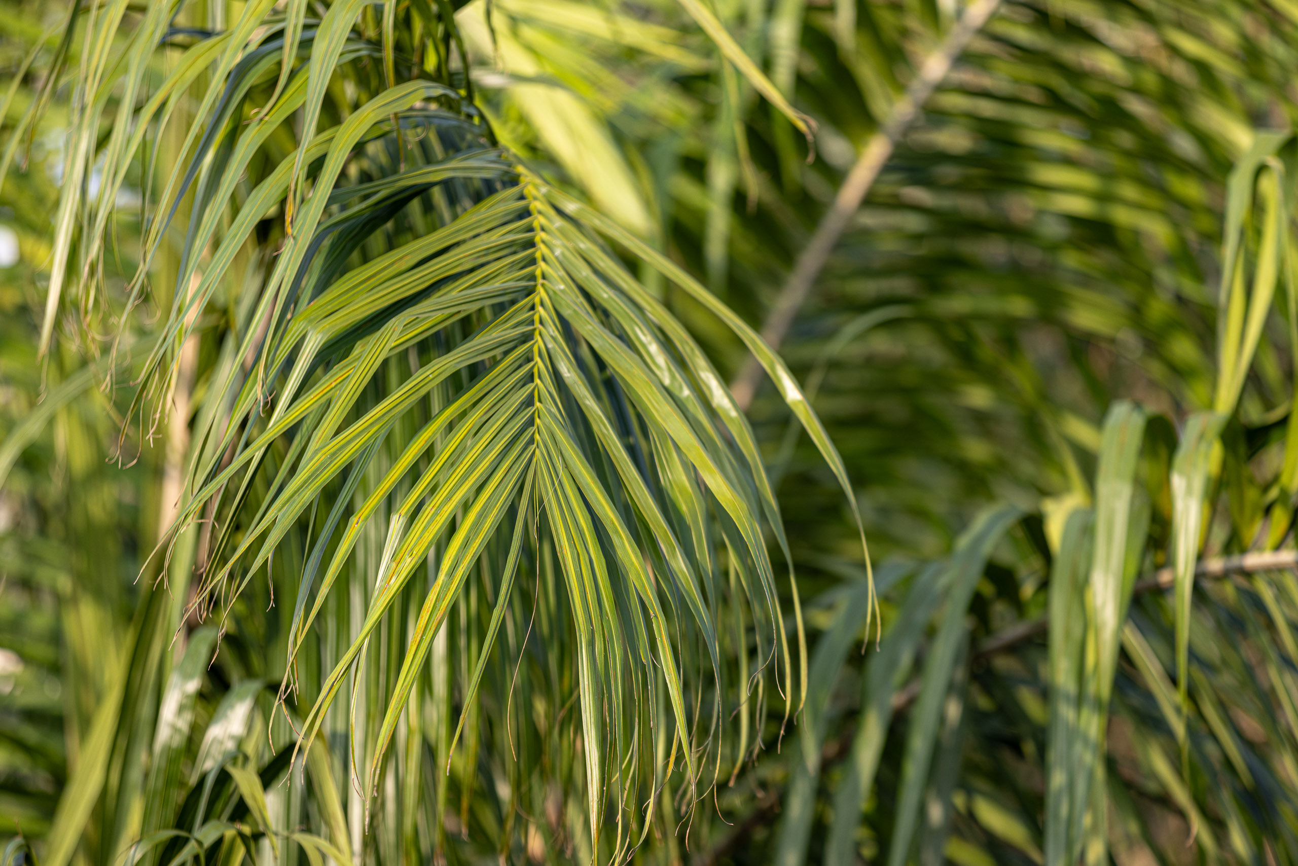 20240119160739 R5D 3505