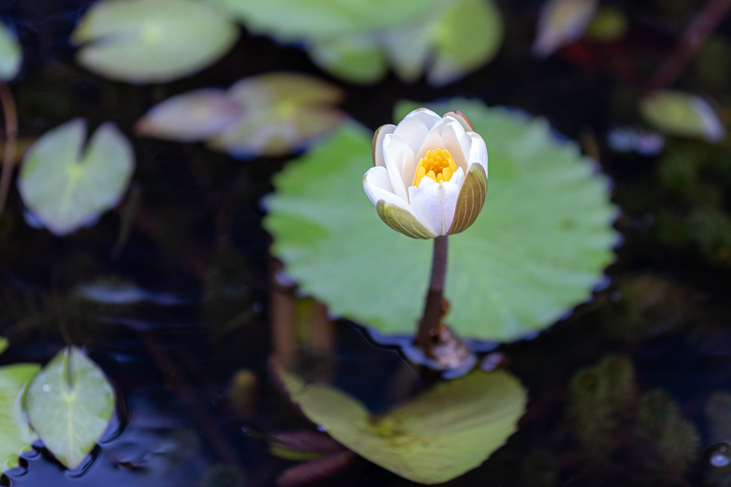 20240127070248 RD4 3105