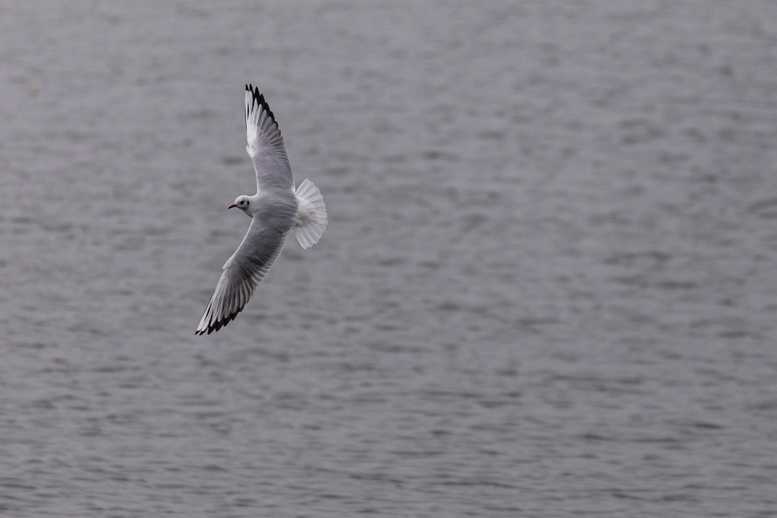 20240104094454 RD4 8977