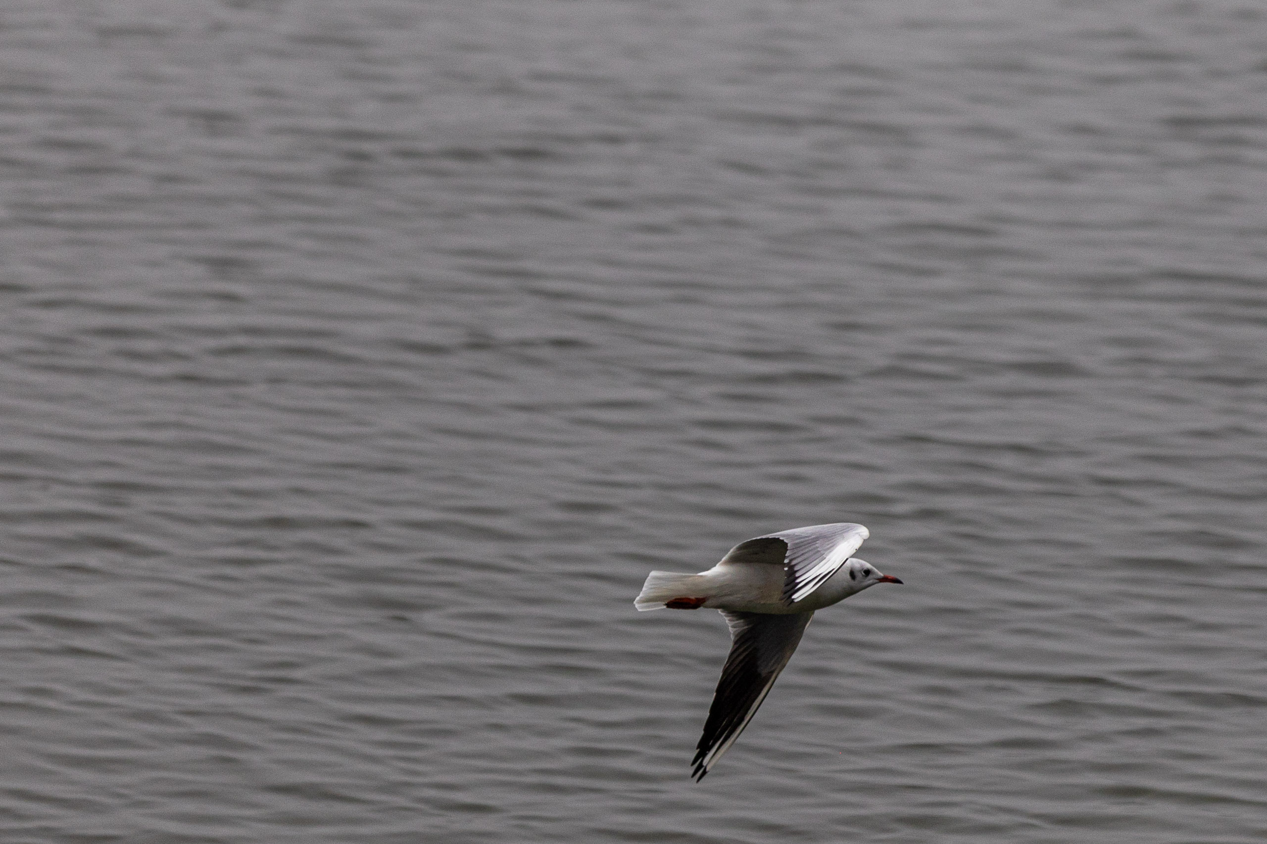 20240104094456 RD4 8982