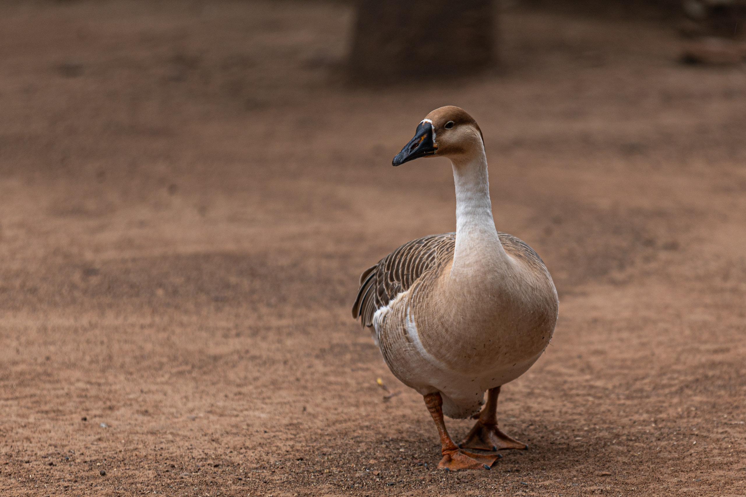 20240104142152 RD4 9096