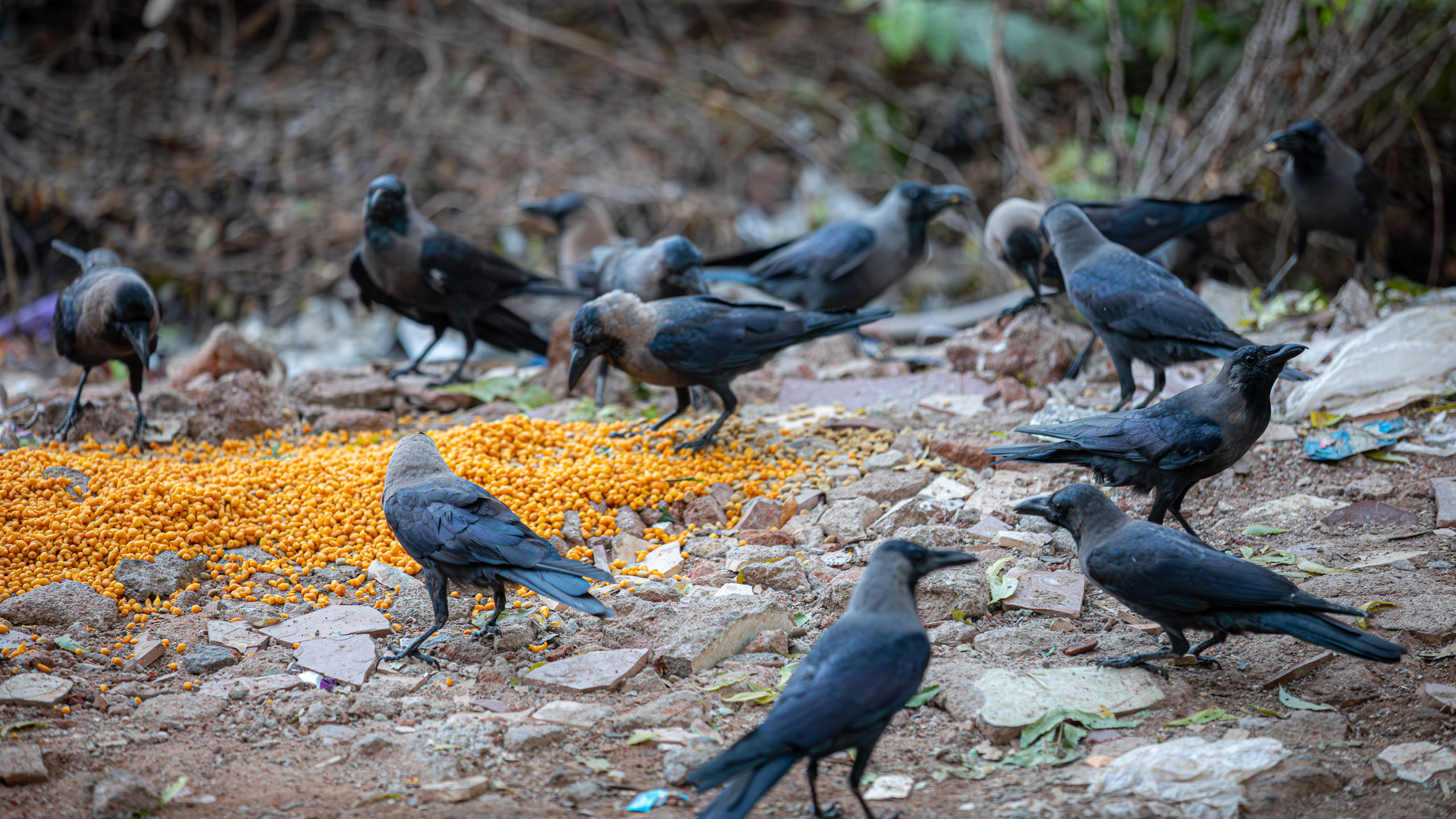 20231224064752 RD4 5113 e