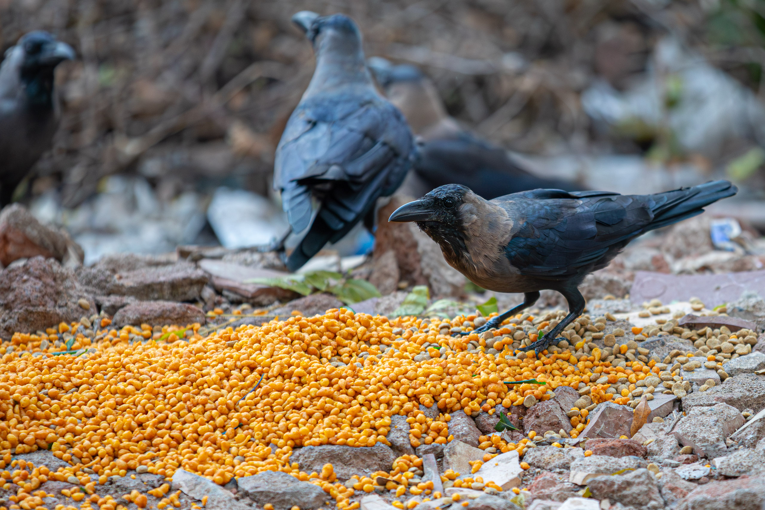 20231224064754 RD4 5116 e