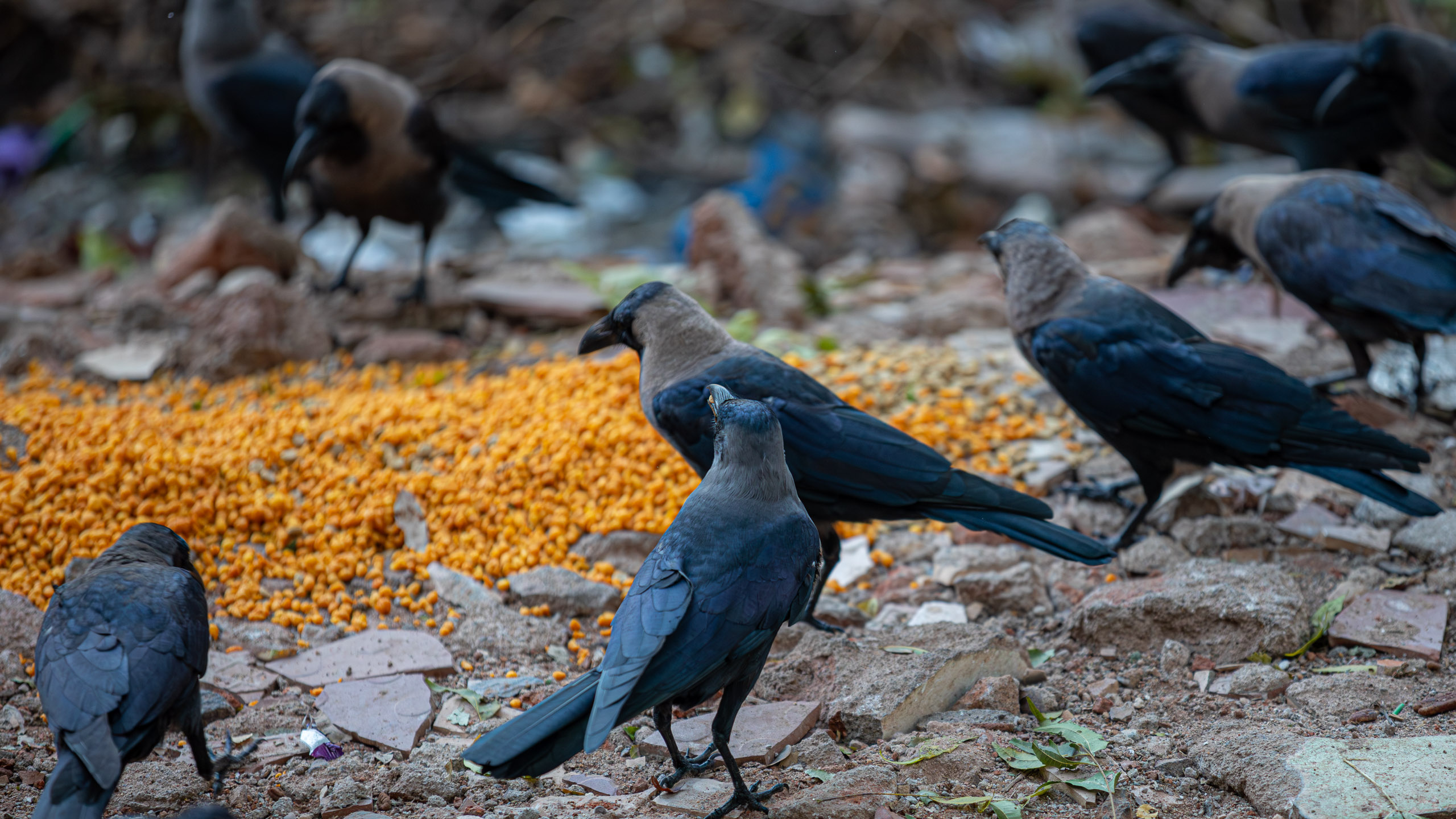 20231224064914 RD4 5137 e