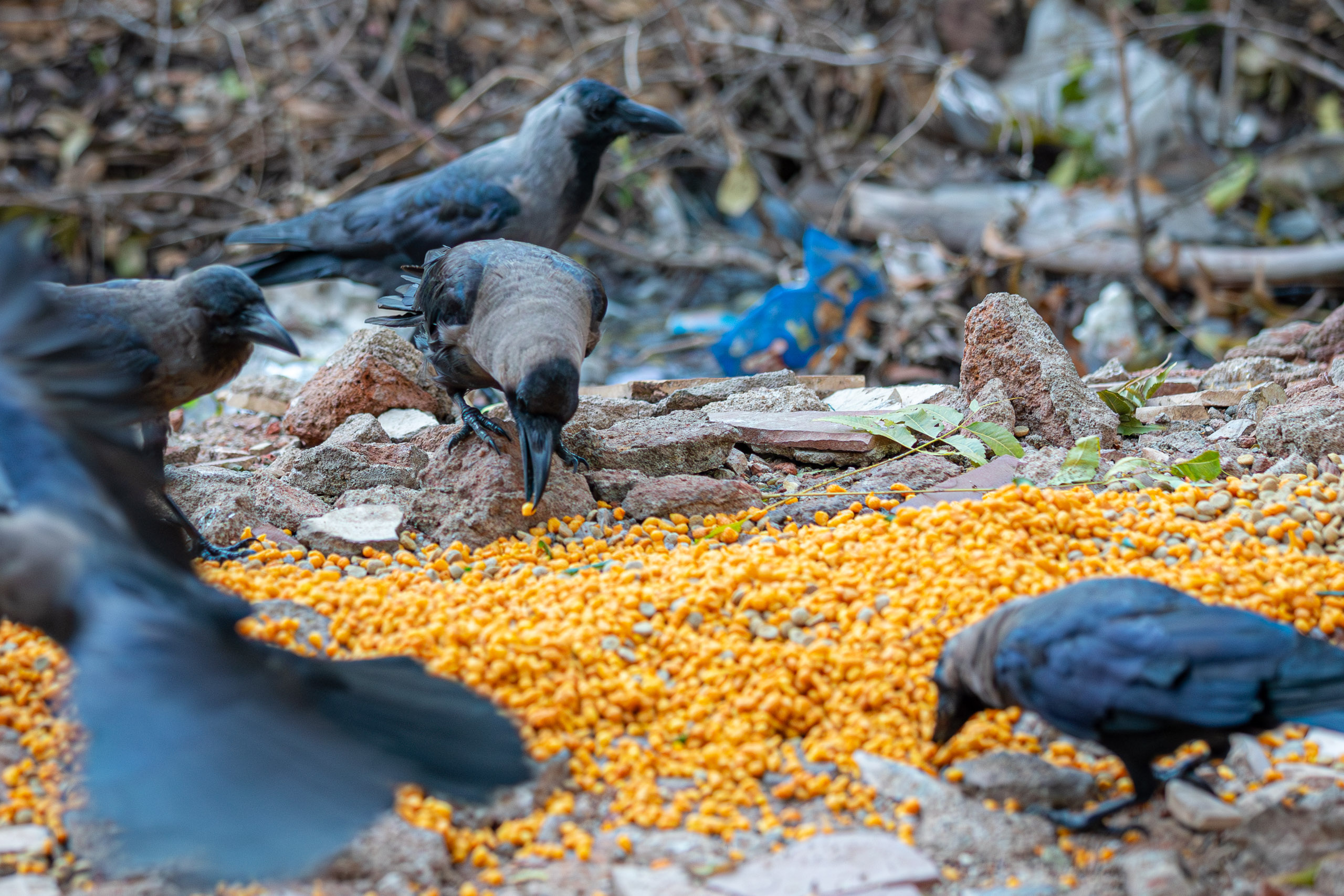 20231224064938 RD4 5143 e