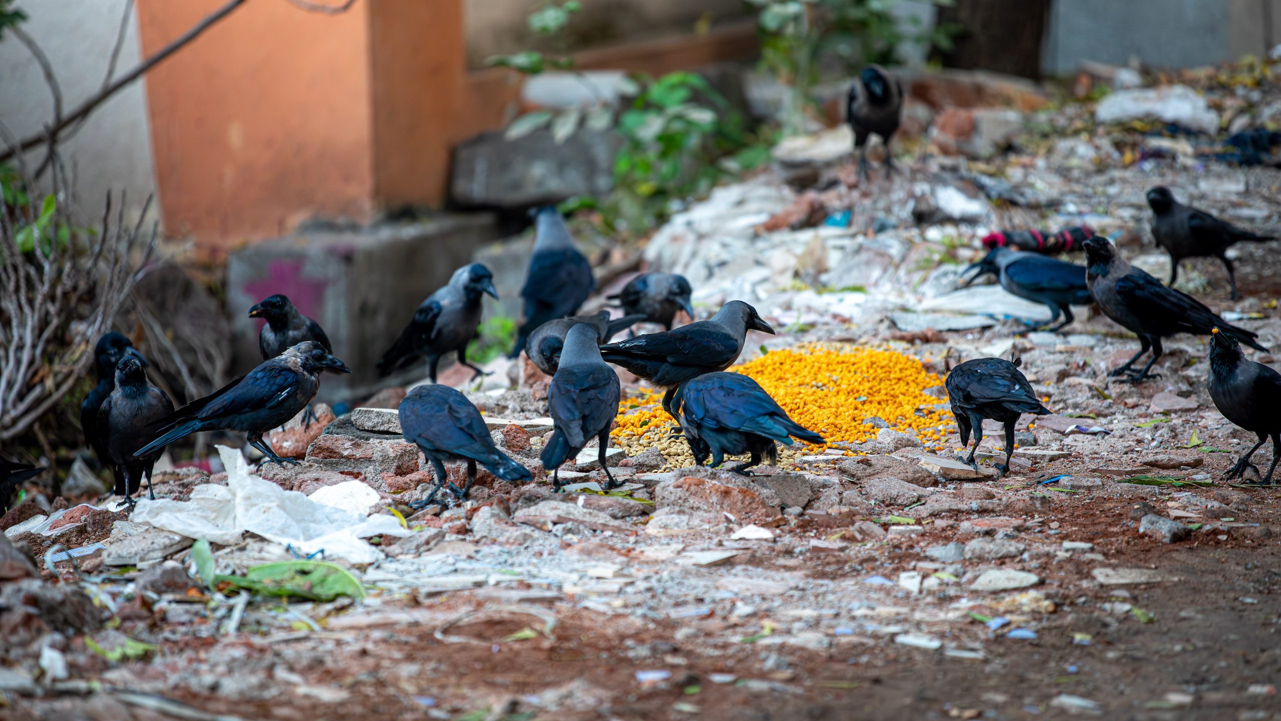 20231224065028 RD4 5157 e